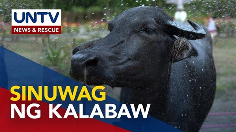 kinantot ng magsasaka|Magsasaka, patay matapos suwagin ng alagang kalabaw sa .